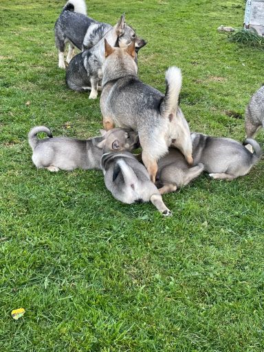 Valp bus med de vuxna